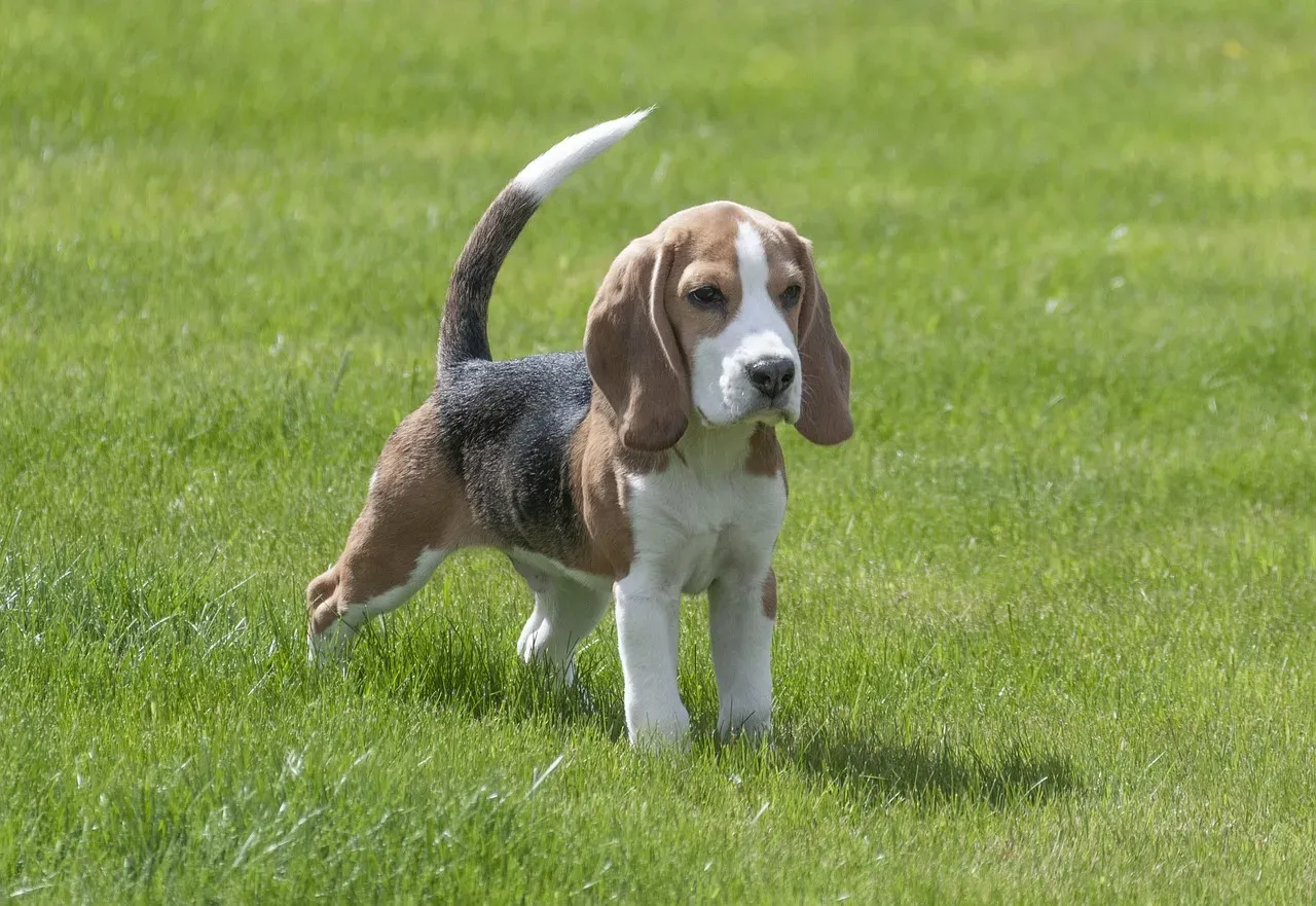 6. Beagle: The Cheerful Shadow With a Nose for Connection (Image Credits: Pixabay)