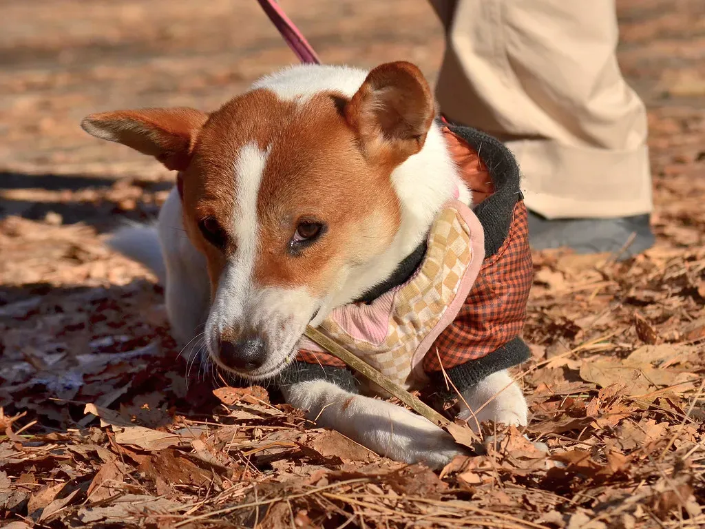 They Might Not Fit Your Future Plans (Image Credits: Flickr)