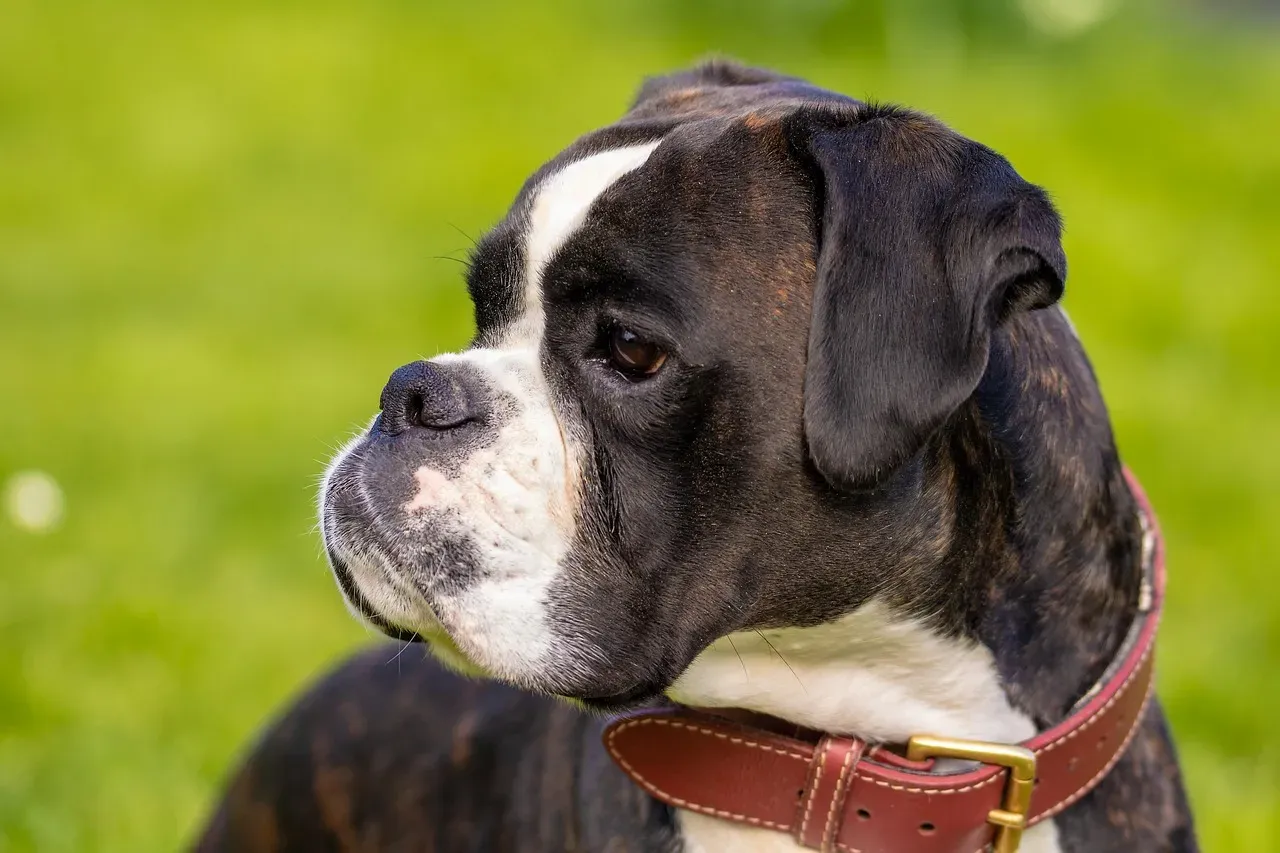 Conclusion: Your Dog Is Not Clingy, They’re Paying Attention (Image Credits: Pixabay)