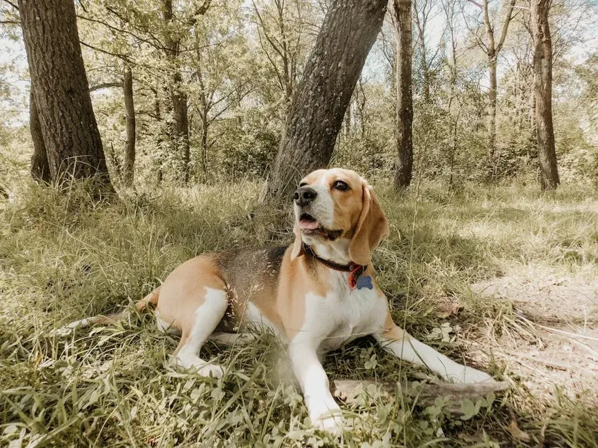 10. Beagle: Small Stature, Big Outdoor Appetite (Image Credits: Pexels)