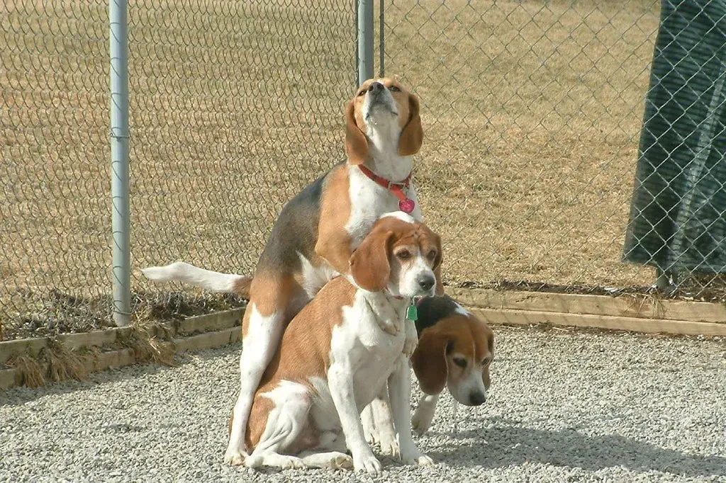 Scent-Driven Breeds and the Training Wall (Stonnie Dennis Dog Photography, Flickr, CC BY-SA 2.0)