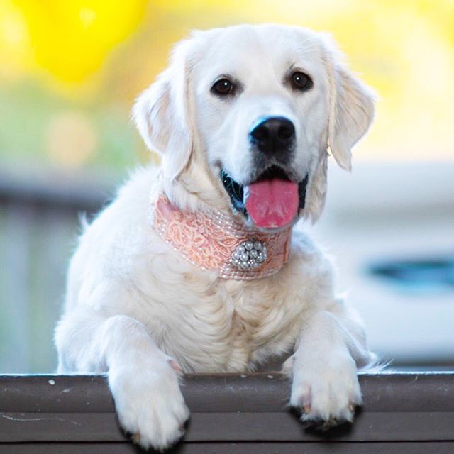 The Earth Dog's Gentle Nature (Image Credits: Flickr)