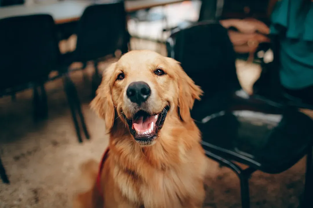 #5 - Syncing to Your Mental State Without Being Asked (Image Credits: Unsplash)