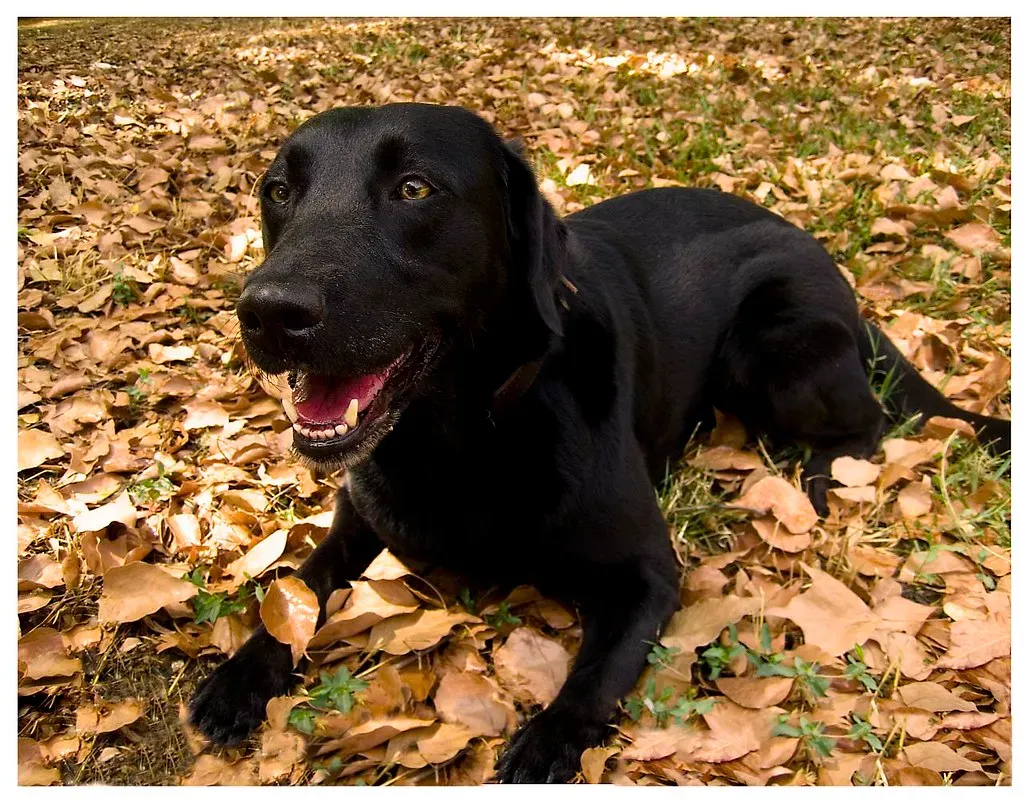 #7 – Stella (emildom75, Flickr, CC BY 2.0)