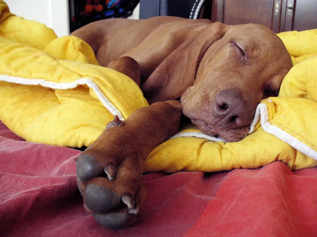 When Allergies and Infections Strike (Image Credits: Flickr)