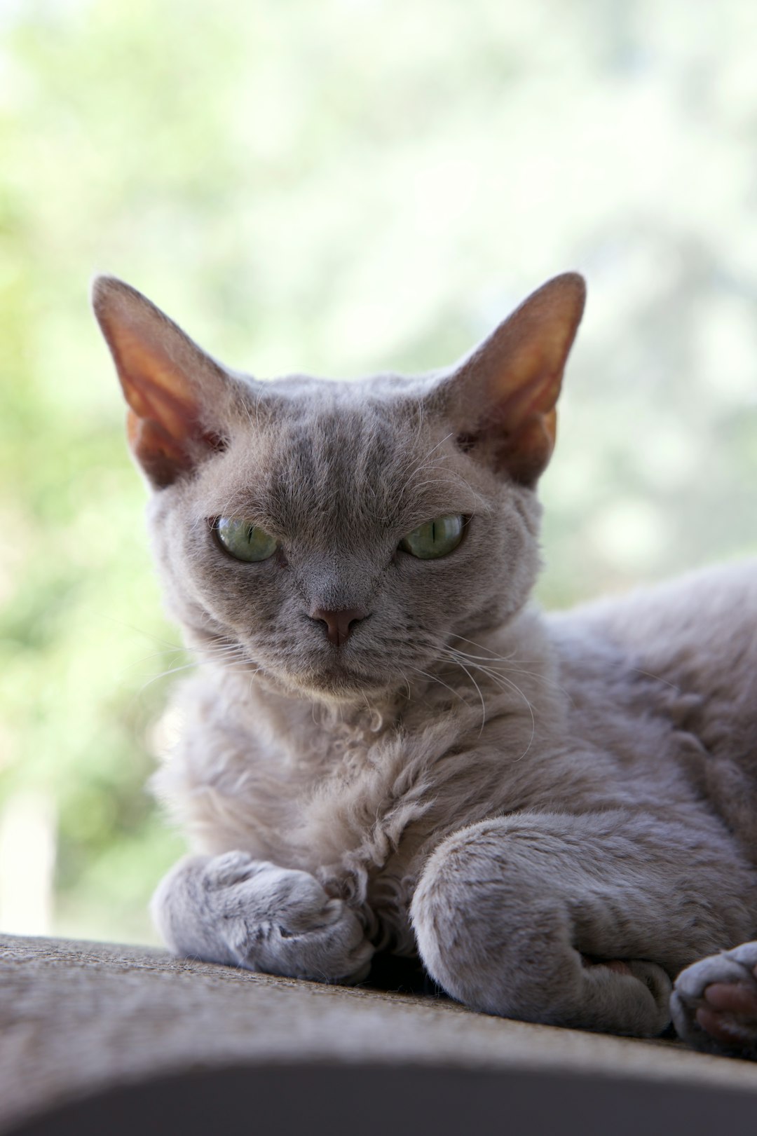 Devon Rex Cats (Image Credits: Unsplash)