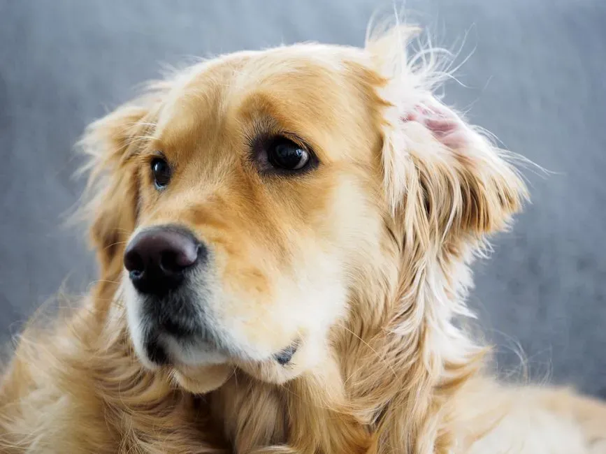 #12 - Curating Sound for a Dog Who Startles Easily (Image Credits: Pexels)