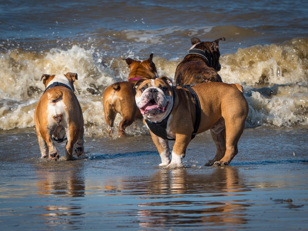 English Bulldog (Image Credits: Pixabay)
