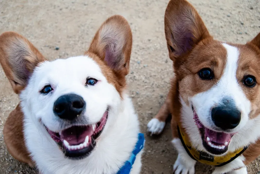 The Happy Smile: Yes, Your Dog Really Is Grinning at You (Image Credits: Unsplash)