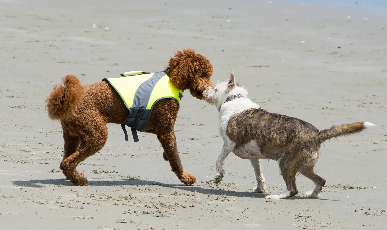 Finding Your Perfect Match (Image Credits: Wikimedia)