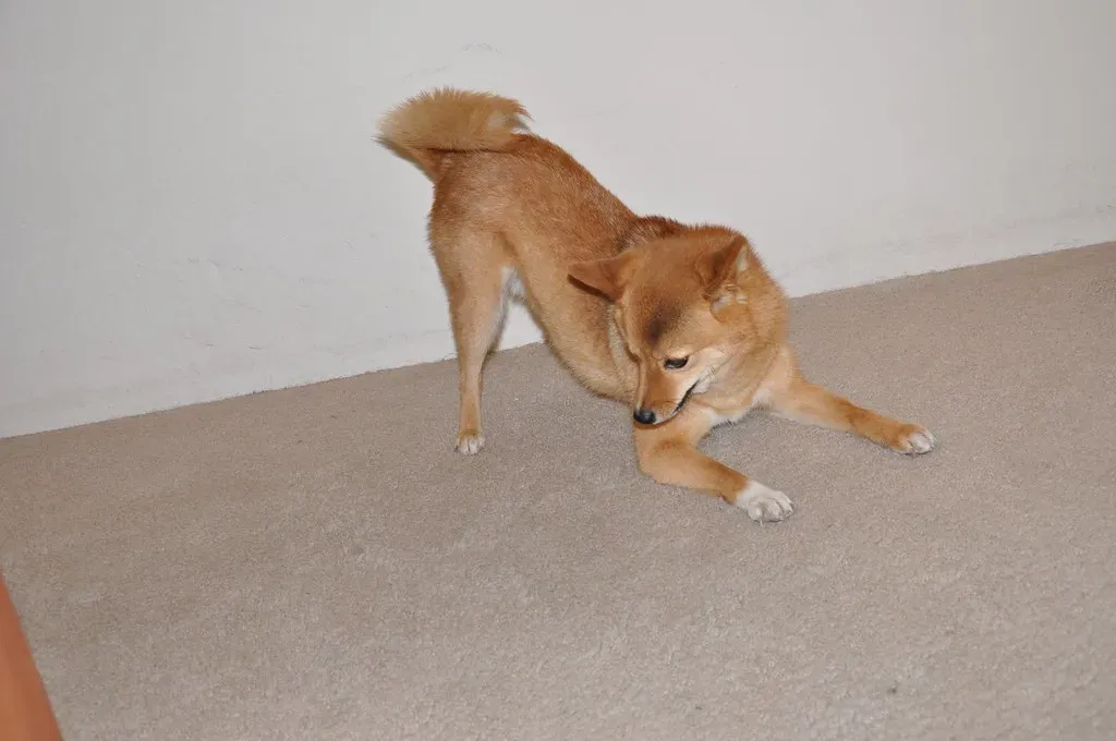 6. Obsessive Tail-Chasing: Round and Round We Go (_tar0_, Flickr, CC BY 2.0)