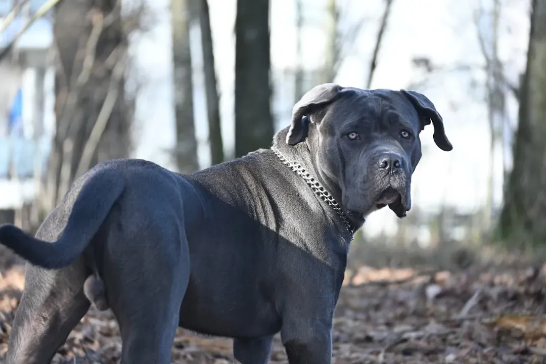 10. Cane Corso: Massive Guardian With Serious Responsibility (Image Credits: Unsplash)