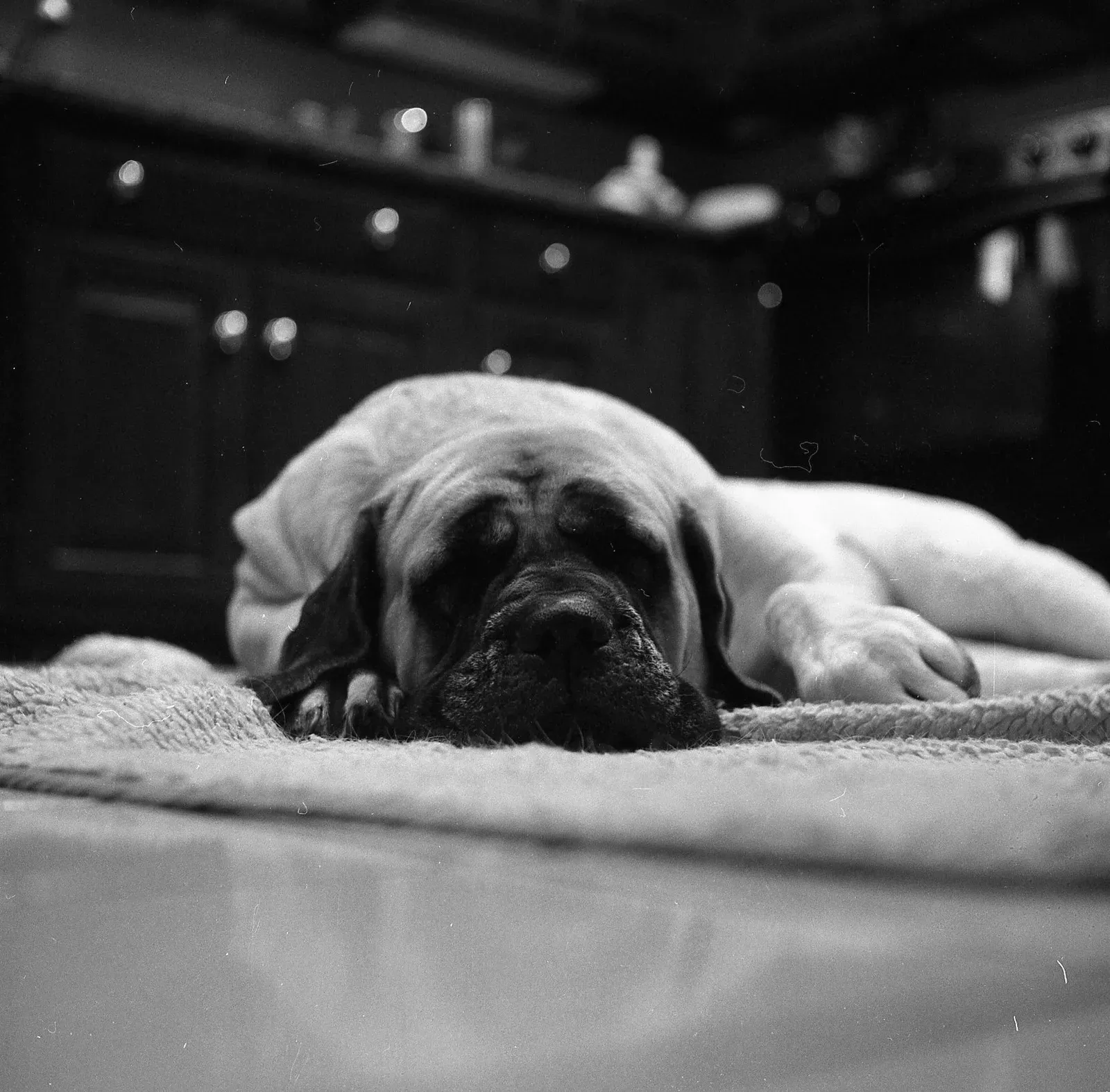 #9 Breed and Temperament Differences in Nighttime Sleepiness (By Mmatthias, CC BY-SA 3.0)
