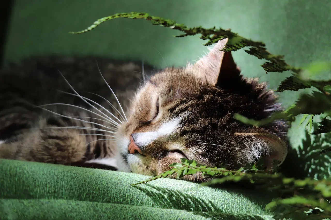 #2. Sleeping On or Near You (Image Credits: Pixabay)