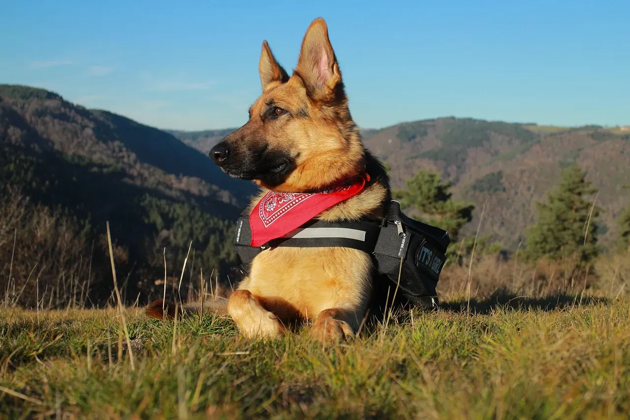 German Shepherd: The Loyal Partner (Image Credits: Pixabay)