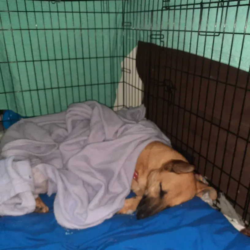 They Sleep Soundly Through the Night (Image Credits: Wikimedia)