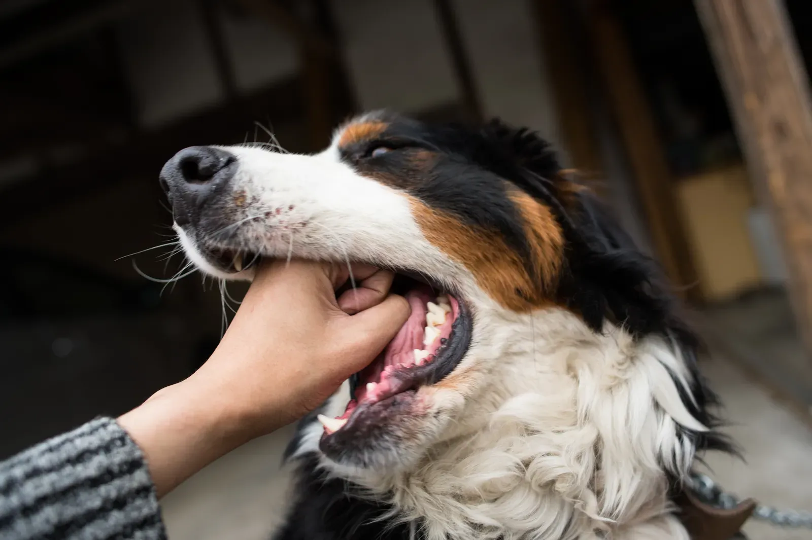 Conclusion: Understanding Your Dog's Gentle Language (Image Credits: Wikimedia)