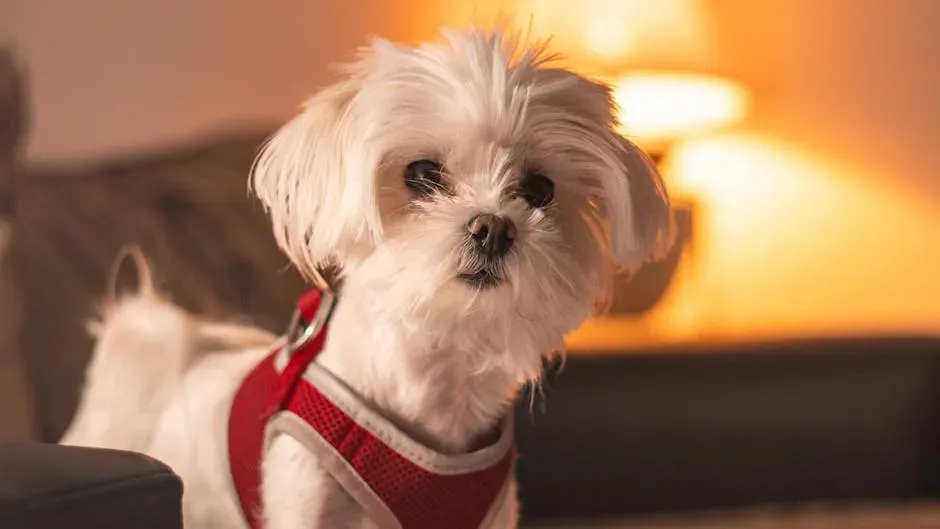 Maltese: Elegant and Effortlessly Calm (Image Credits: Pexels)