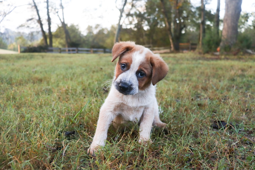 Some Dogs Do It More Than Others (Image Credits: Unsplash)