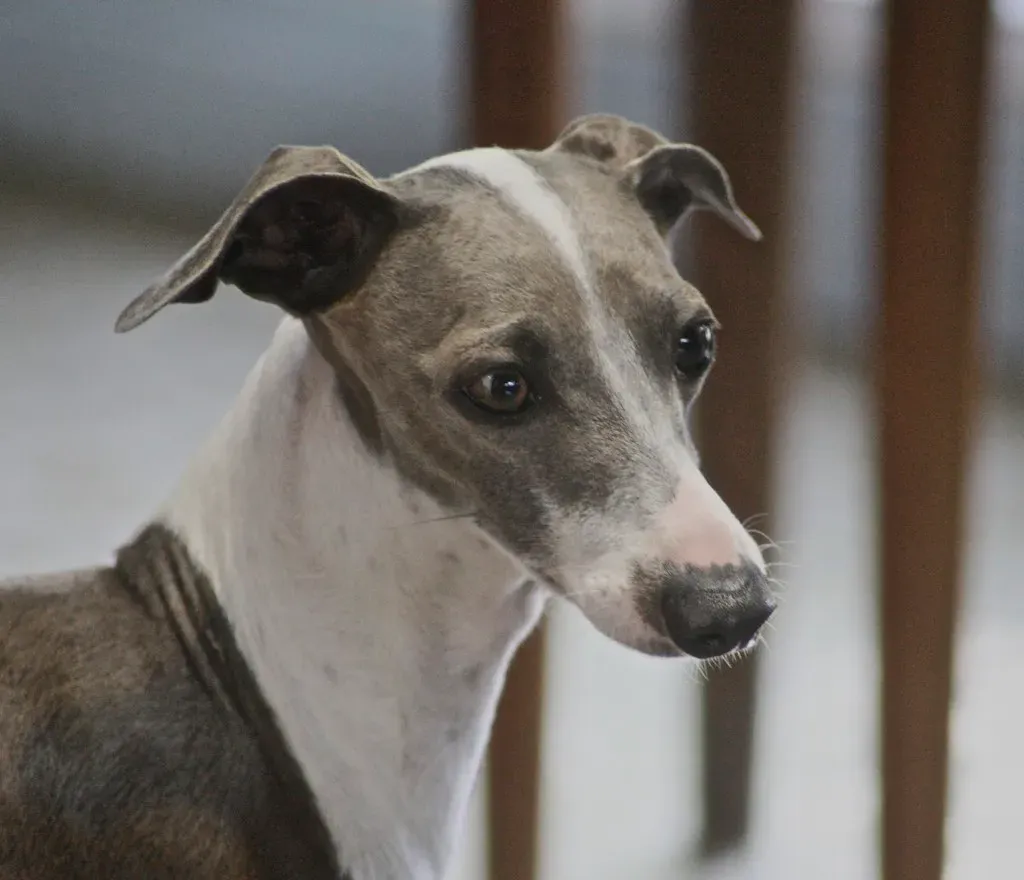 Italian Greyhound (Just chaos, Flickr, CC BY 2.0)
