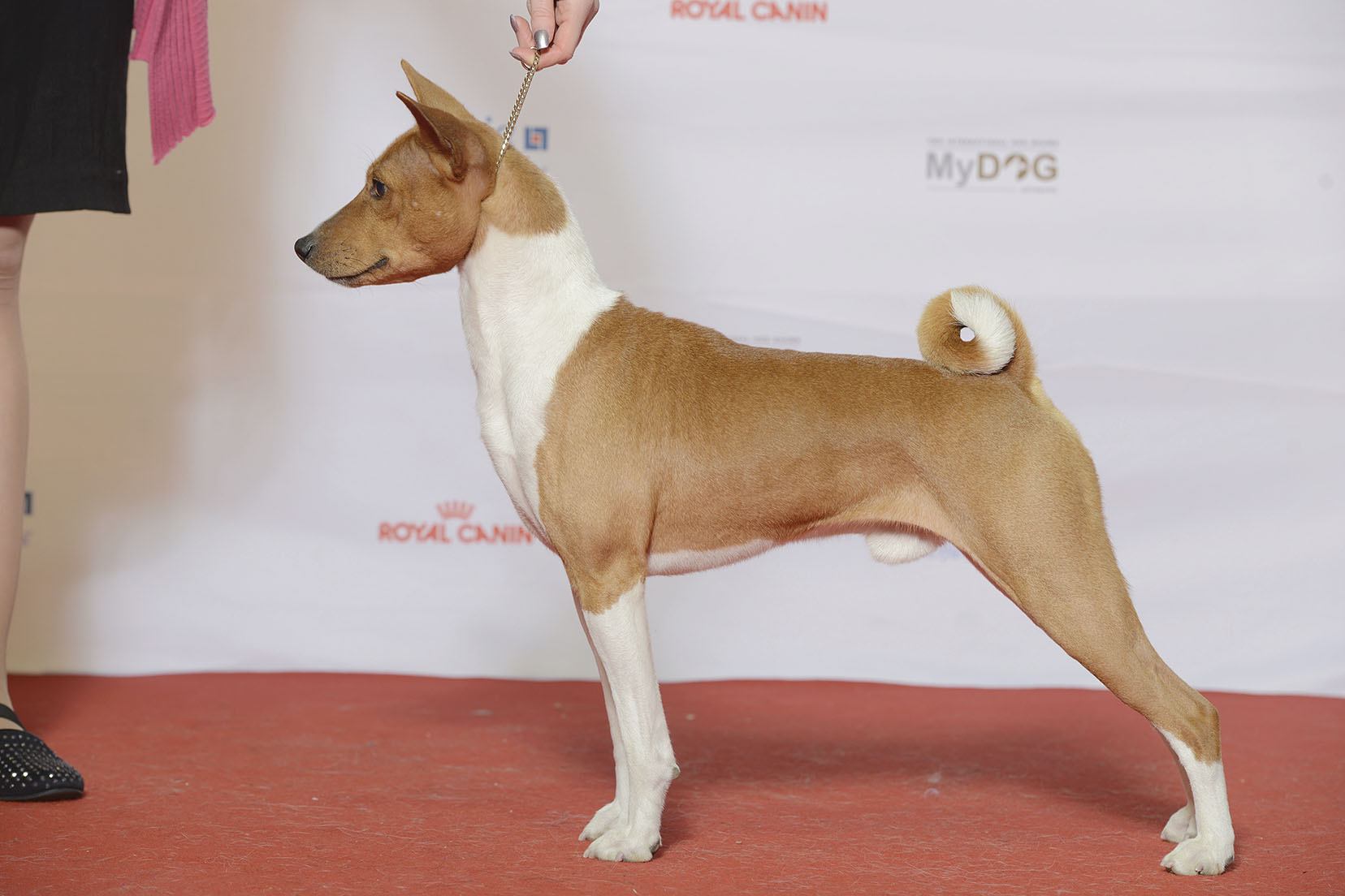 Aquarius Moon: The Basenji (Image Credits: Wikimedia)
