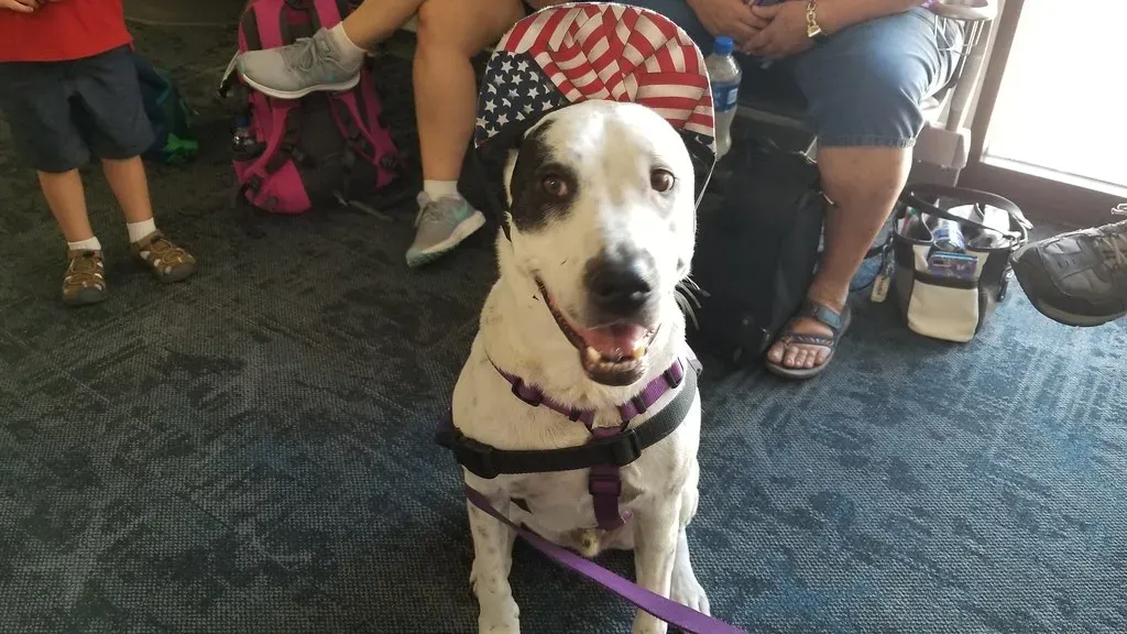 Your Dog Reduces Symptoms of Depression and Anxiety (Image Credits: Flickr)