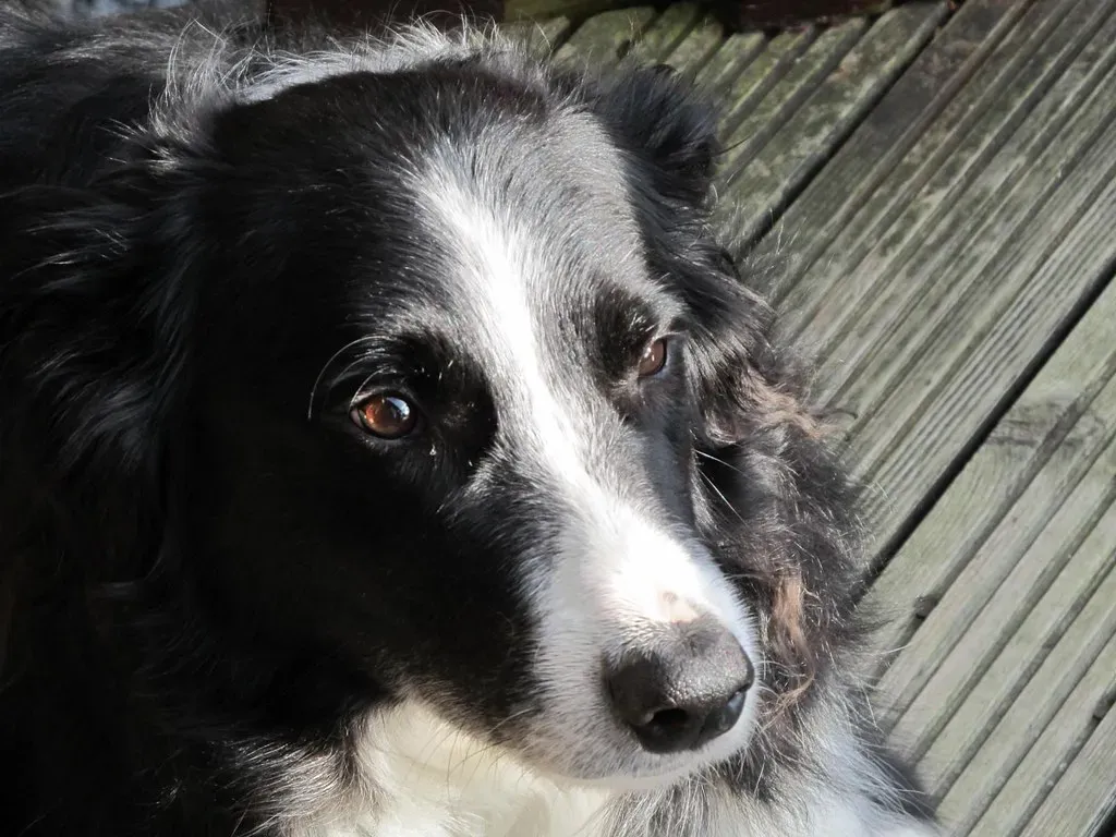 12. Border Collie: Brilliantly Bonded (The Word Factory Ltd, Flickr, CC BY 2.0)