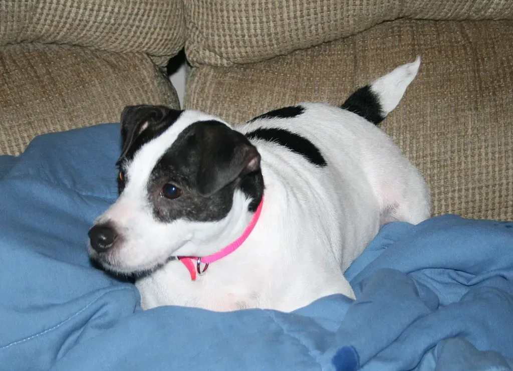 They Create a Peaceful Home Atmosphere (Image Credits: Flickr)