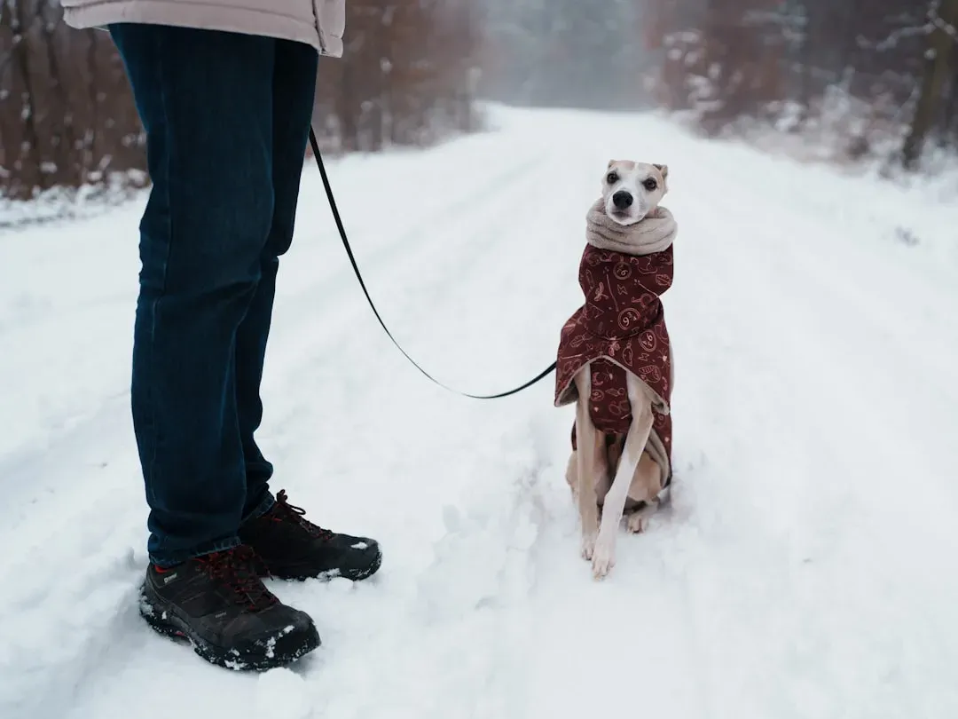 Winter Walking Strategies And Protective Gear (Image Credits: Unsplash)