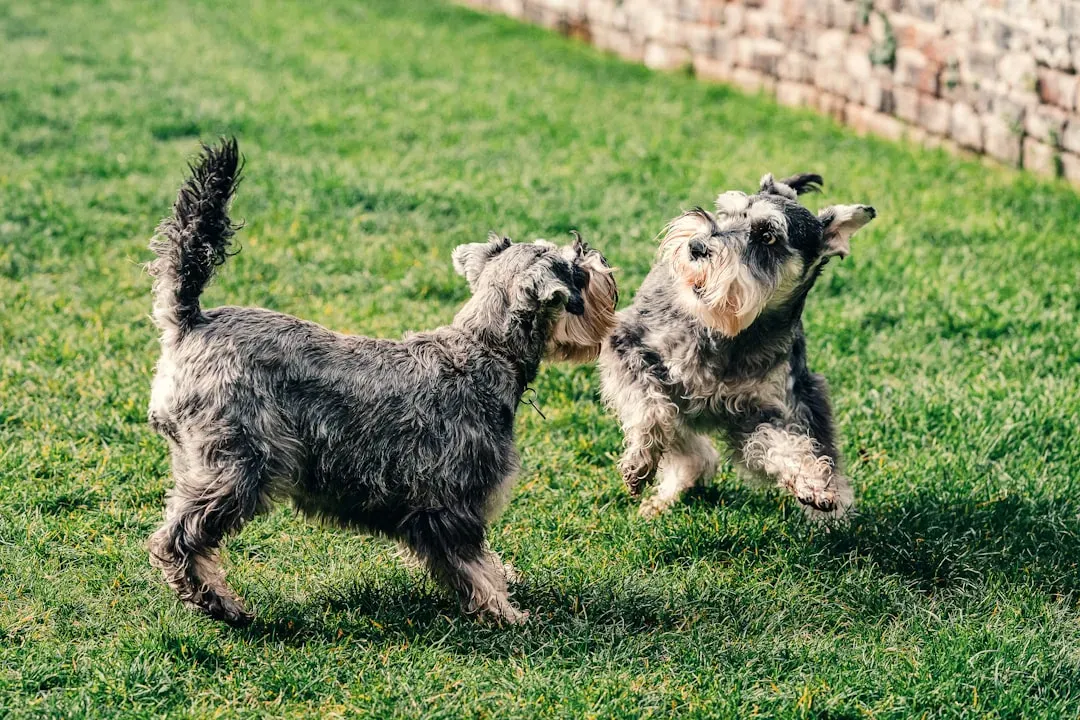 8. Miniature Schnauzer: Dignified Beard, Undignified Zoomies (Image Credits: Unsplash)