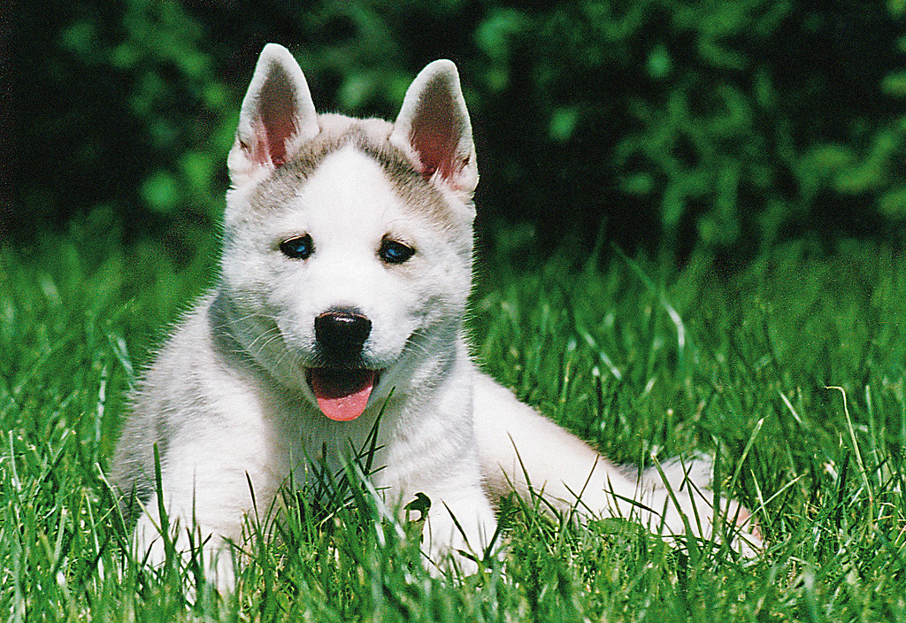 Sagittarius (November 22 - December 21): Siberian Husky (Image Credits: Flickr)