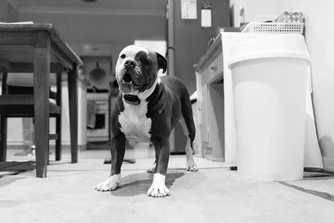 Bringing Animals Indoors Can Save Lives (Image Credits: Unsplash)