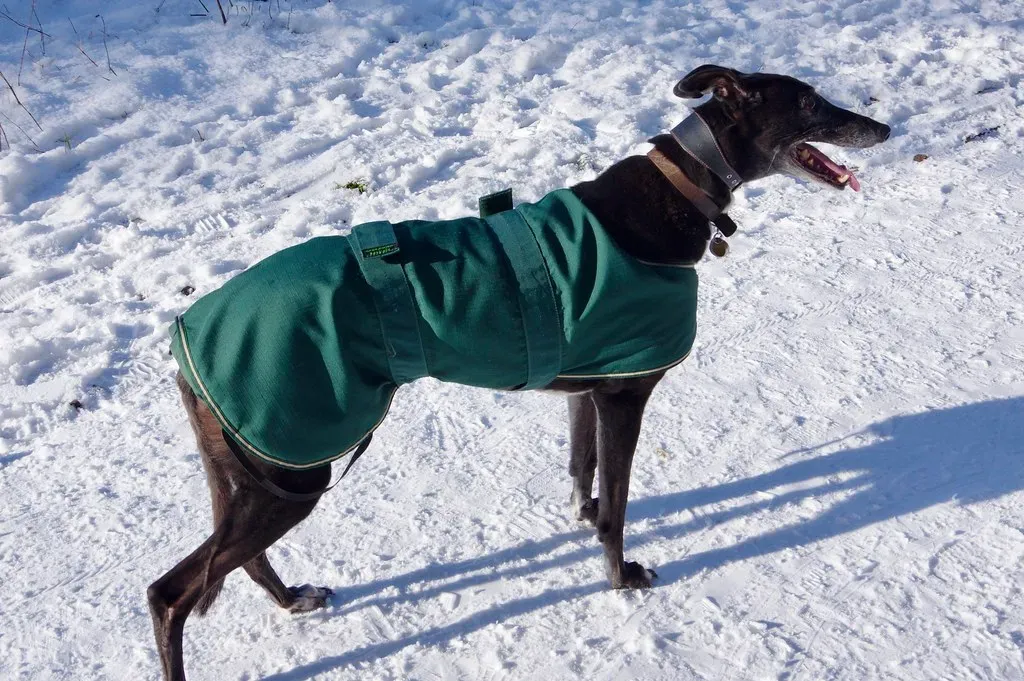 12. Greyhound: Built for Speed, Not Snowdrifts (Dave Hamster, Flickr, CC BY 2.0)