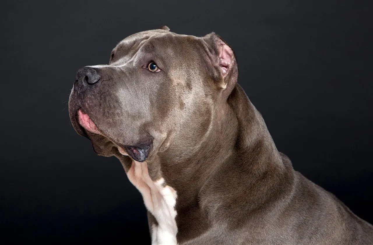 #13. Pit Bull Terrier (Image Credits: Pixabay)
