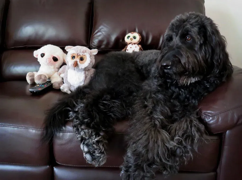 Understanding Your Quiet Companion: What Silence Really Means (Image Credits: Flickr)