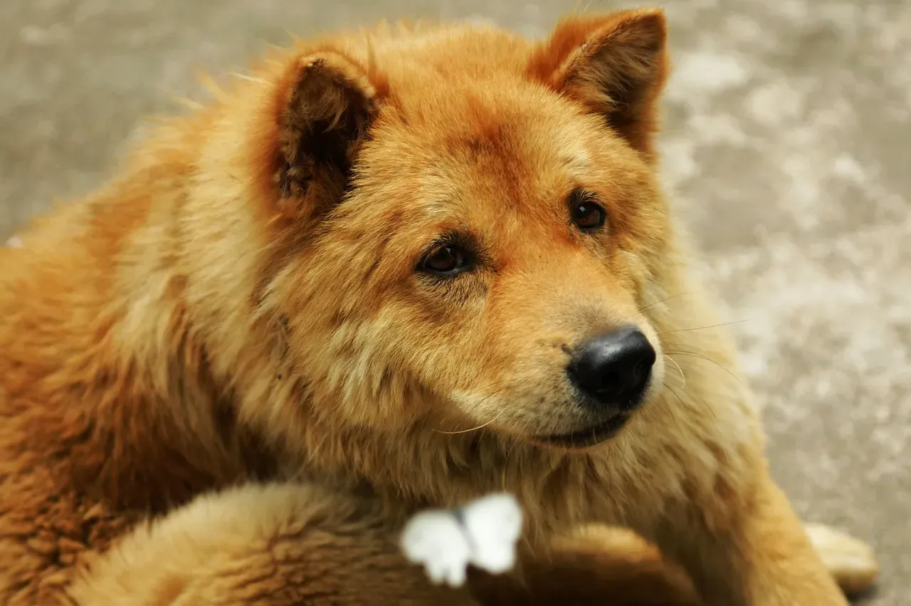 Your Dog May Be Seeking Comfort and Safety One Last Time (Image Credits: Pixabay)