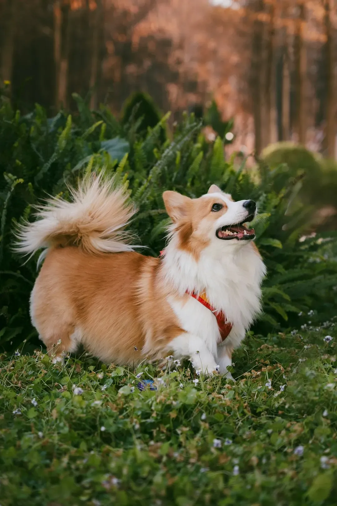 5. Pembroke Welsh Corgi: The Low-Rider Class Clown (Image Credits: Unsplash)