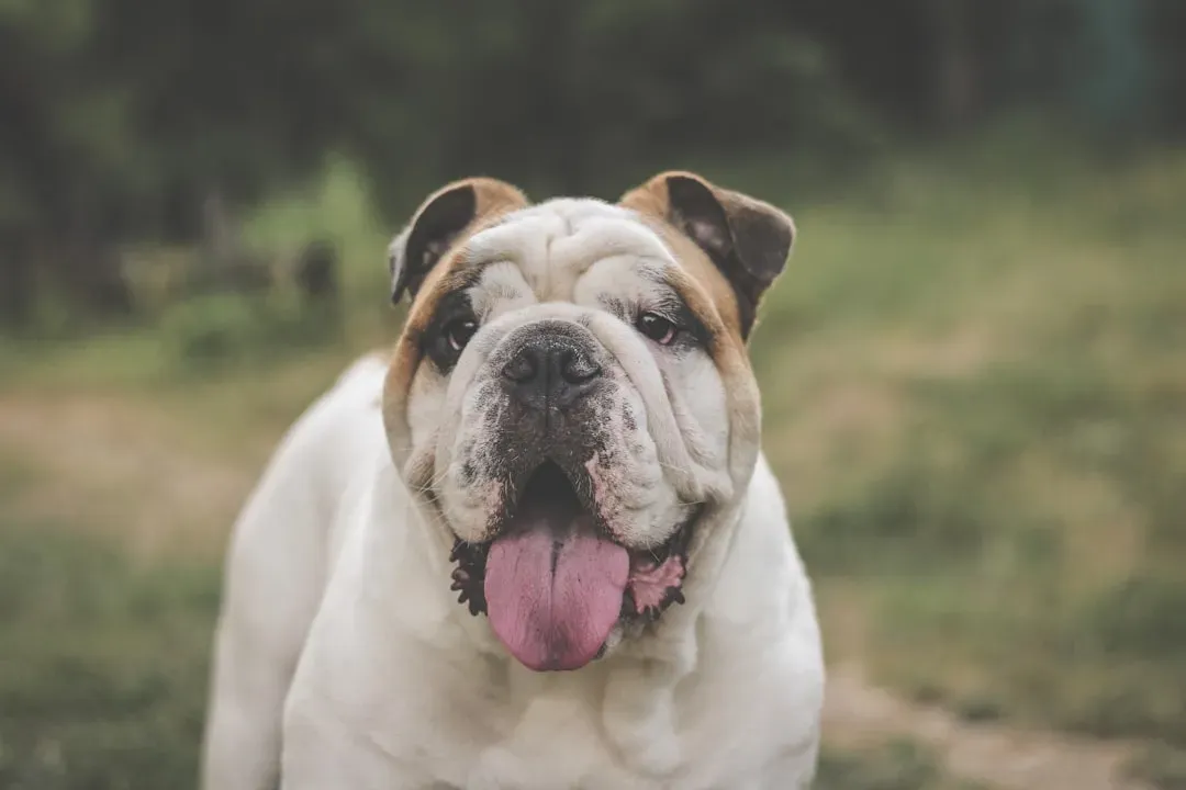 1. English Bulldog - The Flat-Faced Florida Danger Zone (Image Credits: Unsplash)