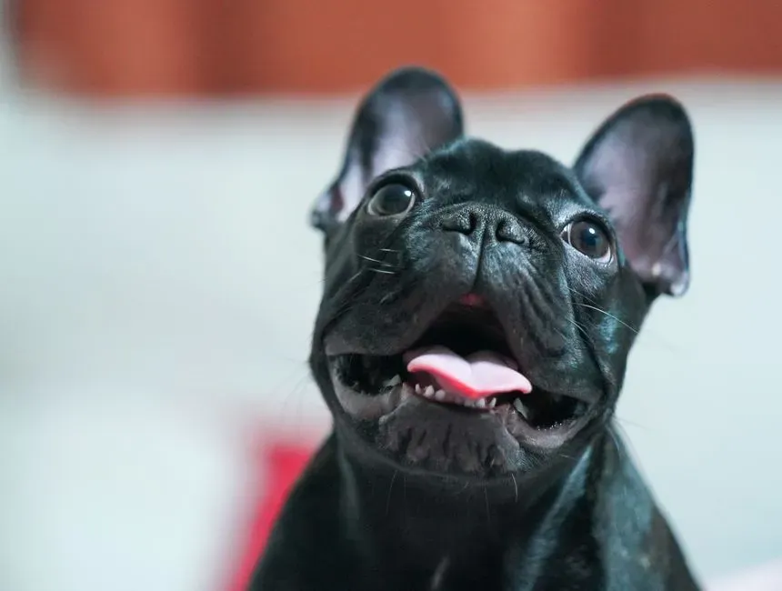 #2. French Bulldog (Image Credits: Pexels)