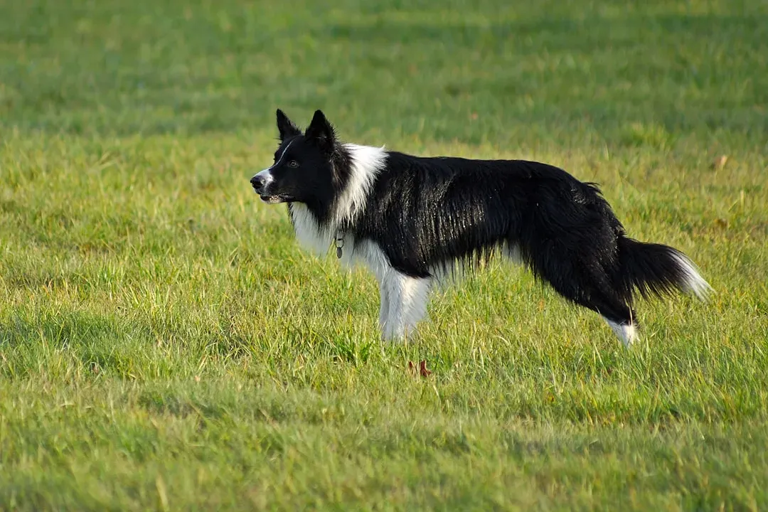 Border Collie: Hyper-Focused Detectives of Subtle Change (Image Credits: Unsplash)