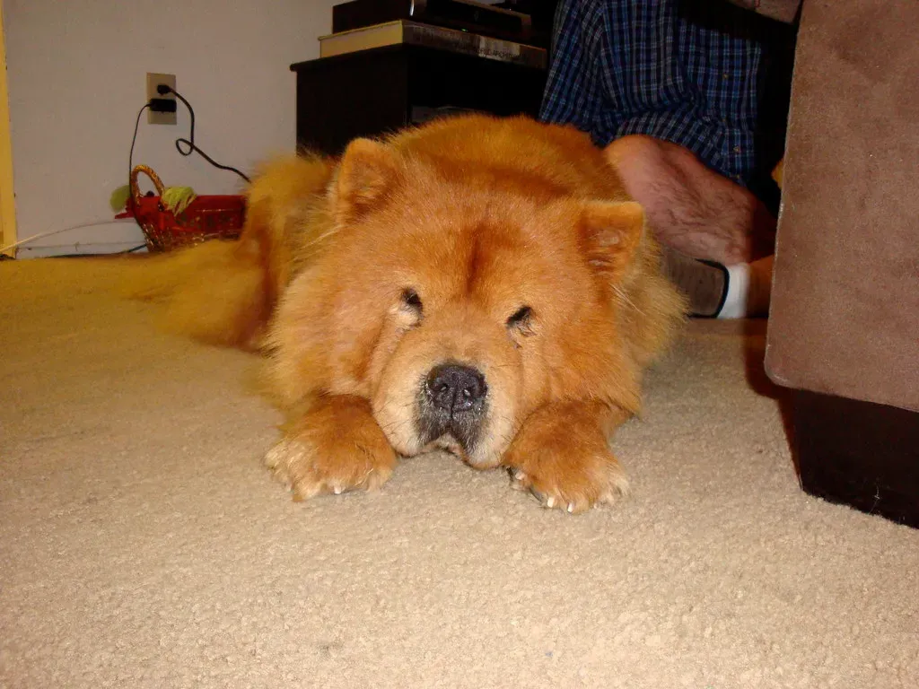 8. Chow Chow: The Independent Homebody (Hey Paul, Flickr, CC BY 2.0)