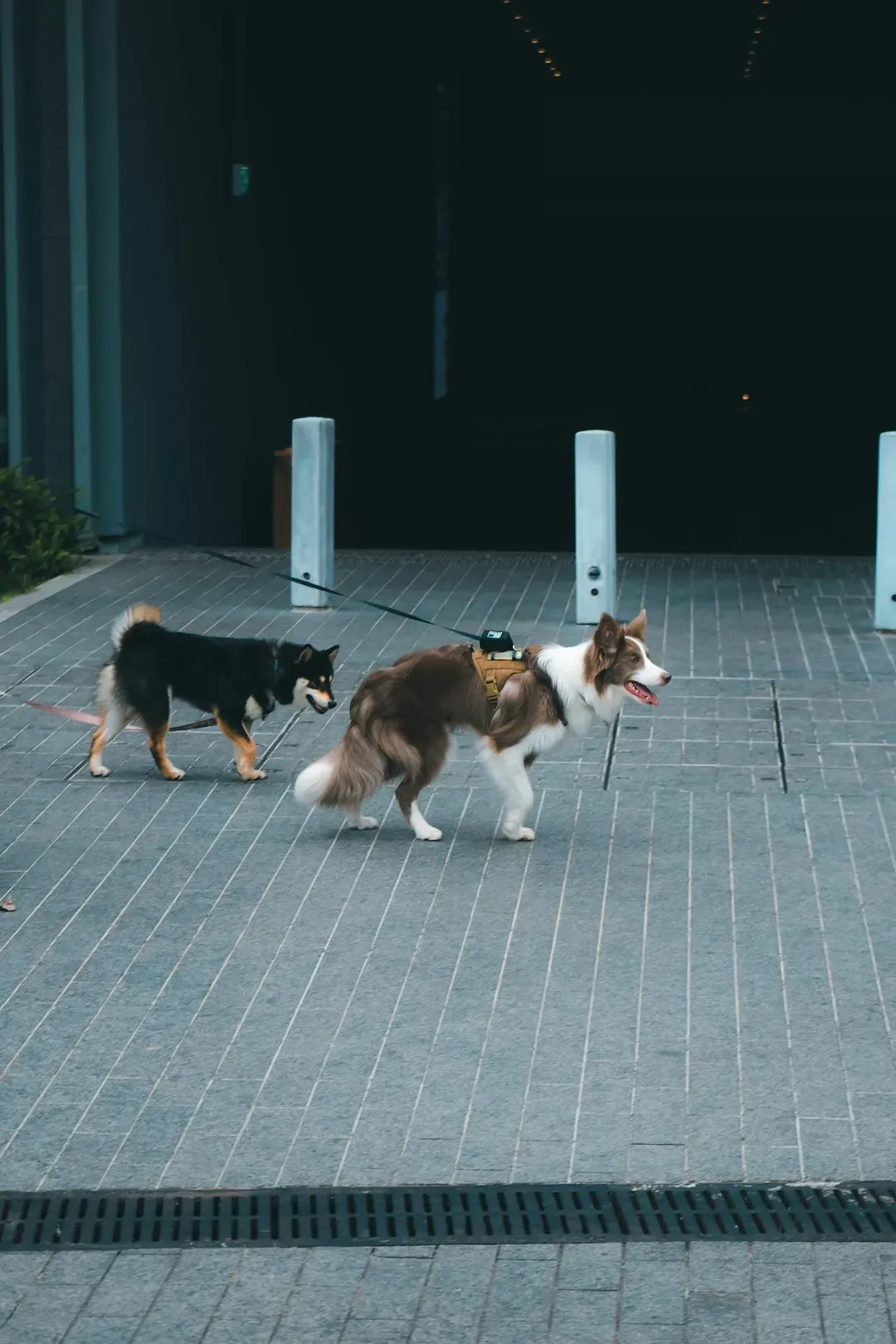 Let Them Walk Side By Side Before Face-to-Face Contact (Image Credits: Unsplash)