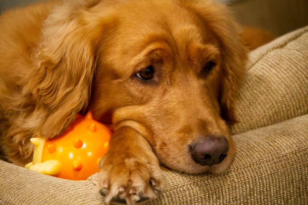 Preparing Oranges Safely for Your Dog (Image Credits: Unsplash)