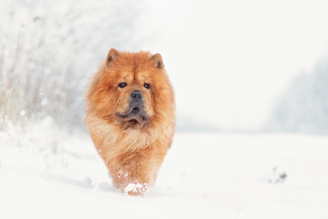 Chow Chow - The Fluffy Winter Warrior (Image Credits: Unsplash)