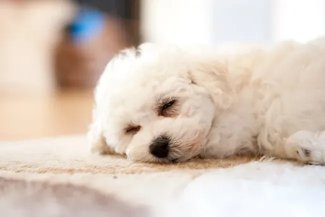 Bichon Frise: The Cheerful Companion (Image Credits: Flickr)