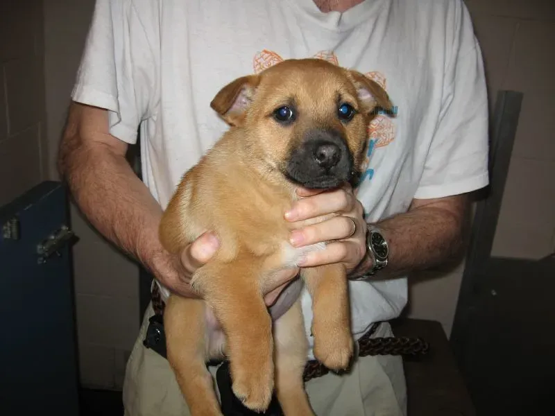 Not Meeting the Dog Before Committing (Image Credits: Flickr)