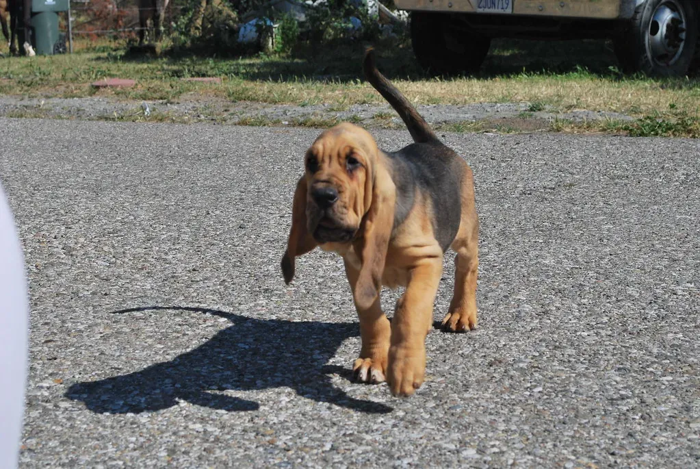 8. Bloodhound: The Scent-Obsessed Gentle Giant (Image Credits: Flickr)