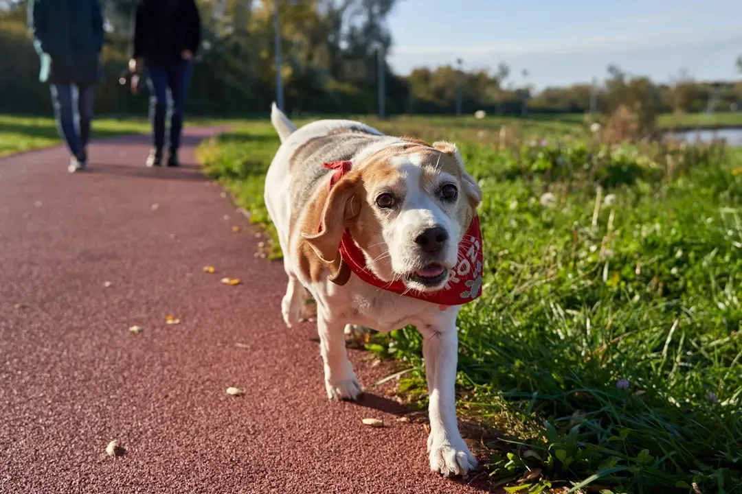 7. Beagle: The Curious Adventurer Who Keeps You Moving (Image Credits: Unsplash)