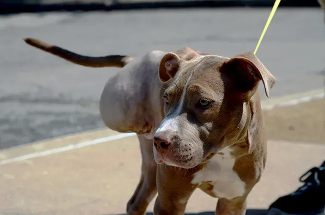 Helping a Shut-Down Dog Reclaim Its Affection (KOMUnews, Flickr, CC BY 2.0)