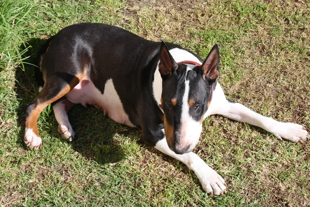 Try Natural Coat Boosters Like Oatmeal Baths and Omega Supplements (annieb, Flickr, CC BY-SA 2.0)